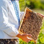 An Insight on Propolis