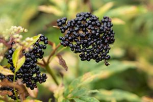 Black Elderberry Health Benefits and Facts!