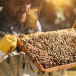 Are Bees Heading Towards Extinction?