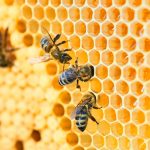 Manuka Honey and the Glyphosate Warning