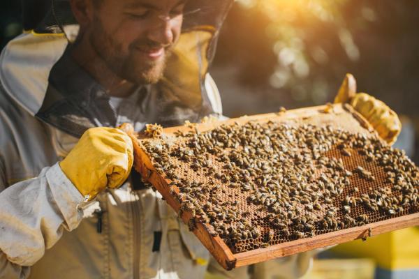 Are Bees Heading Towards Extinction?