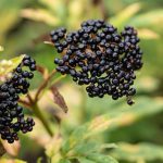 Black Elderberry Health Benefits and Facts!